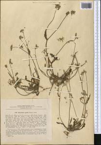 Heteroderis pusilla (Boiss.) Boiss., Middle Asia, Western Tian Shan & Karatau (M3) (Kazakhstan)
