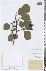 Alnus glutinosa (L.) Gaertn., Eastern Europe, Central forest-and-steppe region (E6) (Russia)