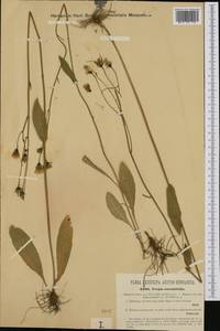 Crepis mollis subsp. succisifolia (All.) Dostál, Western Europe (EUR) (Austria)