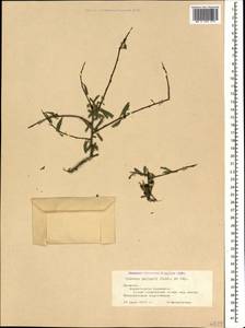 Rhamnus erythroxyloides subsp. erythroxyloides, Caucasus, Armenia (K5) (Armenia)