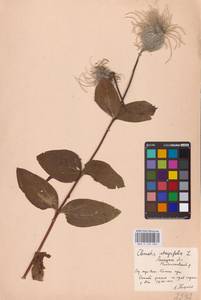 Clematis integrifolia L., Eastern Europe (no precise locality) (E0)