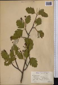 Hedlundia persica (Hedl.) Mezhenskyj, Middle Asia, Western Tian Shan & Karatau (M3) (Kazakhstan)