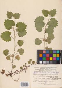 MHA 0 155 792, Glechoma hederacea L., Eastern Europe, Central region (E4) (Russia)