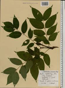 Phellodendron amurense Rupr., Eastern Europe, Moscow region (E4a) (Russia)