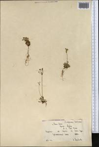 Androsace lactiflora Fisch. ex Willd., Middle Asia, Northern & Central Tian Shan (M4) (Kyrgyzstan)