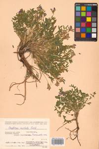 Oxytropis revoluta Ledeb., Siberia, Chukotka & Kamchatka (S7) (Russia)