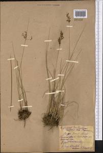 Juncus gerardii Loisel., Middle Asia, Northern & Central Kazakhstan (M10) (Kazakhstan)