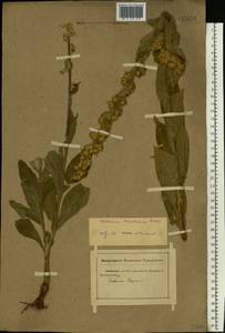 Verbascum densiflorum Bertol., Eastern Europe, Rostov Oblast (E12a) (Russia)