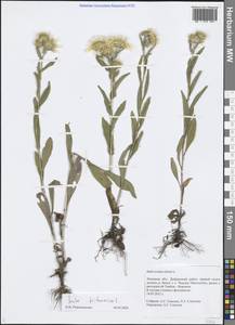 Pentanema oculus-christi (L.) D. Gut. Larr., Santos-Vicente, Anderb., E. Rico & M. M. Mart. Ort., Eastern Europe, Central forest-and-steppe region (E6) (Russia)