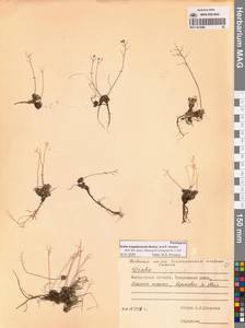 Draba magadanensis Berkut. & A.P.Khokhr., Siberia, Chukotka & Kamchatka (S7) (Russia)