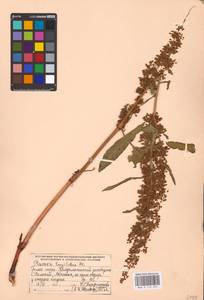 Rumex longifolius DC., Eastern Europe, Northern region (E1) (Russia)