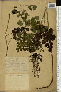 Thalictrum, Eastern Europe, Eastern region (E10) (Russia)