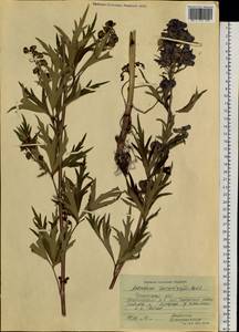 Aconitum kusnezoffii Rchb., Siberia, Baikal & Transbaikal region (S4) (Russia)