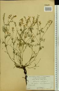 Astragalus austriacus Jacq., Eastern Europe, Central forest-and-steppe region (E6) (Russia)