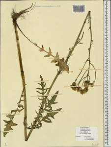 Crepis biennis L., Eastern Europe, North-Western region (E2) (Russia)