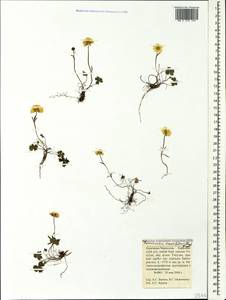 Ranunculus crassifolius (Rupr.) Grossh., Caucasus, Stavropol Krai, Karachay-Cherkessia & Kabardino-Balkaria (K1b) (Russia)