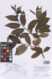 Salix pentandra L., Eastern Europe, Moscow region (E4a) (Russia)