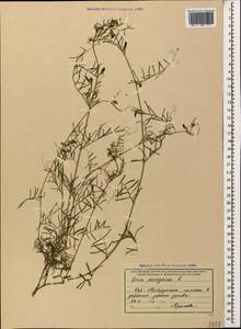 Vicia peregrina L., Caucasus, Black Sea Shore (from Novorossiysk to Adler) (K3) (Russia)