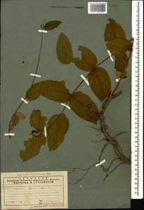 Hypericum androsaemum L., Caucasus, Azerbaijan (K6) (Azerbaijan)