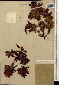 Pyracantha coccinea M. Roem., Caucasus, Black Sea Shore (from Novorossiysk to Adler) (K3) (Russia)