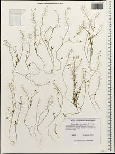 Hornungia procumbens (L.) Hayek, Caucasus, Azerbaijan (K6) (Azerbaijan)