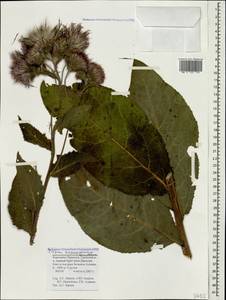 Cirsium pseudopersonata subsp. kusnezowianum (Sommier & Levier) Petr., Caucasus, Stavropol Krai, Karachay-Cherkessia & Kabardino-Balkaria (K1b) (Russia)
