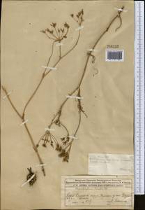 Chaerophyllum prescottii DC., Middle Asia, Muyunkumy, Balkhash & Betpak-Dala (M9) (Kazakhstan)