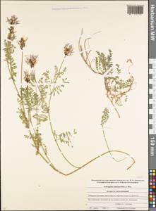 Astragalus captiosus A. Boriss., Caucasus, Stavropol Krai, Karachay-Cherkessia & Kabardino-Balkaria (K1b) (Russia)