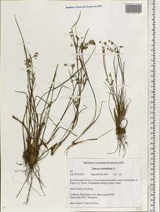 Juncus articulatus L., Eastern Europe, Central forest region (E5) (Russia)