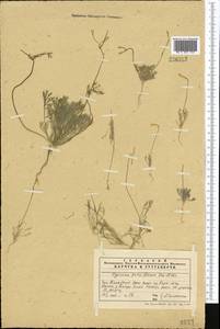 Hypecoum parviflorum Kar. & Kir., Middle Asia, Western Tian Shan & Karatau (M3) (Kazakhstan)