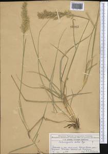 Calamagrostis pseudophragmites (Haller f.) Koeler, Middle Asia, Dzungarian Alatau & Tarbagatai (M5) (Kazakhstan)
