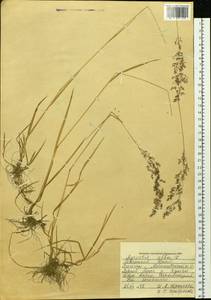 Agrostis, Siberia, Western Siberia (S1) (Russia)