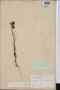 Linaria macroura (M. Bieb.) M. Bieb., Middle Asia, Caspian Ustyurt & Northern Aralia (M8) (Kazakhstan)