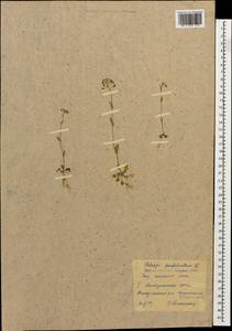 Microthlaspi perfoliatum (L.) F. K. Mey., Caucasus, Stavropol Krai, Karachay-Cherkessia & Kabardino-Balkaria (K1b) (Russia)