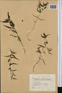 Melampyrum sylvaticum L., Western Europe (EUR) (Bulgaria)