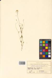 Arabidopsis lyrata subsp. kamchatica (Fisch. ex DC.) O'Kane & Al-Shehbaz, Siberia, Chukotka & Kamchatka (S7) (Russia)