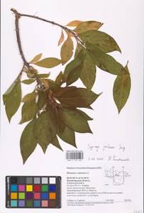 Syringa josikaea J.Jacq. ex Rchb., Eastern Europe, Central region (E4) (Russia)