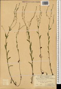 Myosotis lithospermifolia (Willd.) Hornem., Caucasus, Krasnodar Krai & Adygea (K1a) (Russia)
