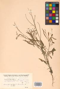 Sisymbrium orientale L., Siberia, Russian Far East (S6) (Russia)