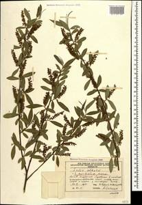 Salix excelsa J.F.Gmel., Caucasus, Azerbaijan (K6) (Azerbaijan)