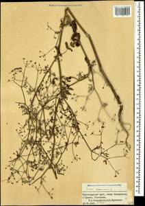 Sison amomum L., Caucasus, Black Sea Shore (from Novorossiysk to Adler) (K3) (Russia)