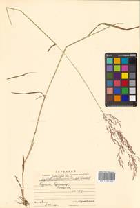 Agrostis stolonifera L., Siberia, Russian Far East (S6) (Russia)