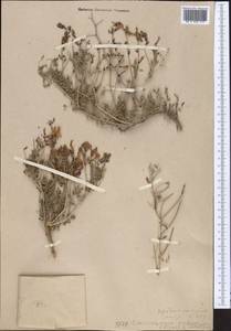 Eversmannia subspinosa (DC.)B.Fedtsch., Middle Asia, Western Tian Shan & Karatau (M3)