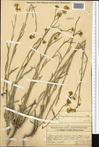Sisymbrium polymorphum (Murray) Roth, Middle Asia, Western Tian Shan & Karatau (M3) (Kazakhstan)