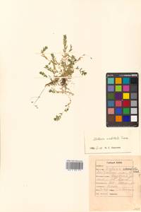Stellaria crassifolia Ehrh., Siberia, Russian Far East (S6) (Russia)