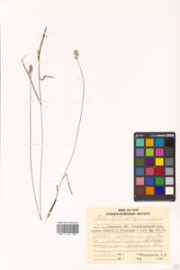 Carex iljinii V.I.Krecz., Siberia, Russian Far East (S6) (Russia)