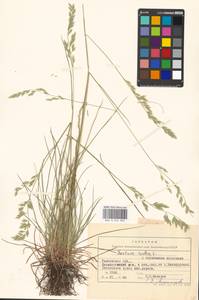 Festuca rubra L., Eastern Europe, Central forest-and-steppe region (E6) (Russia)
