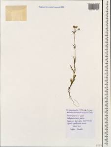 Valerianella coronata (L.) DC., Caucasus, Black Sea Shore (from Novorossiysk to Adler) (K3) (Russia)