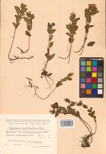 Hypericum kamtschaticum Ledeb., Siberia, Russian Far East (S6) (Russia)