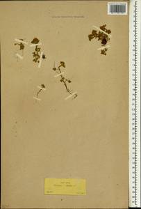 Trifolium cherleri L., South Asia, South Asia (Asia outside ex-Soviet states and Mongolia) (ASIA) (Turkey)